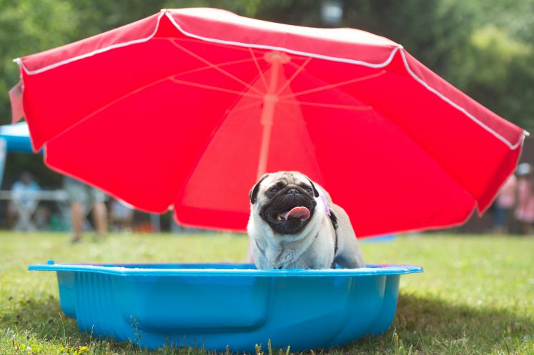 Ein Mops springt am 03.08.2013 in Berlin beim 4. Internationalen Mopstreffen aus dem Wasser eines Badebeckens