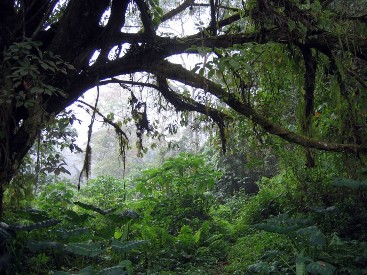 Regenwald in Kamerun
