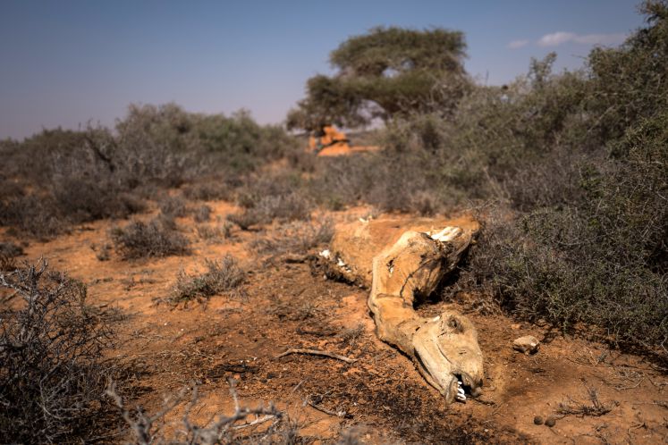  Ein Kamelkadaver liegt auf dem Boden am 22.02.2017 nahe dem Ort Uusgure im Nordosten Somalias. Zahlreiche nomadische Viehhirten haben ihre Bestände von Ziegen und Kamelen - und damit ihre Lebensgrundlage - verloren. Rund 6,2 Millionen Menschen in Somalia sind in Folge einer schweren Dürre auf humanitäre Hilfe angewiesen. Sollte keine rasche Hilfe erfolgen, droht dem Land am Horn von Afrika eine Hungersnot.