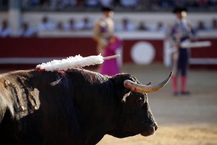Ein Stier mit Stangen, die in seinem im Rücken stecken