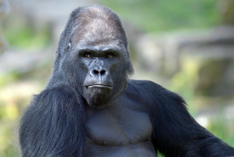 Ein Gorilla schaut schnippisch in die Kamera