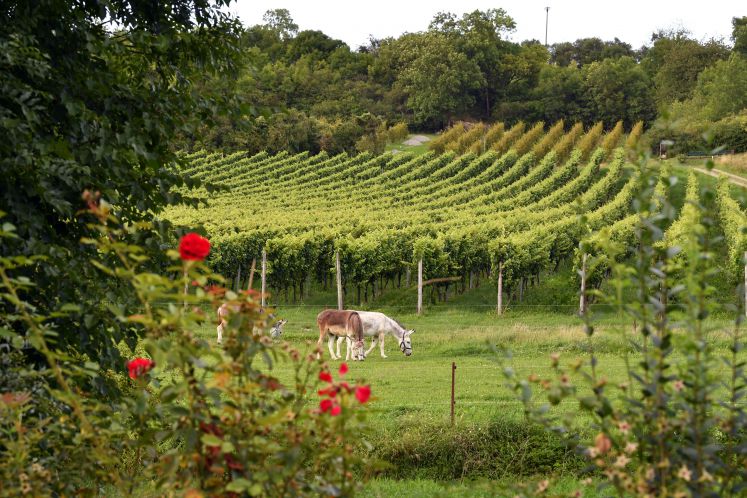 Esel stehen vor Weinreben in Deutschland. Im Vordergrund sind rote Mohnblumen.
