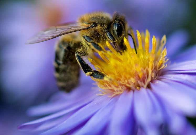 Eine Biene sammelt am 12.10.2017 Pollen von einer Blüte auf dem Weingut Schloss Wackerbarth in Radebeul (Sachsen)