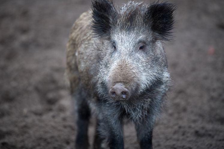 Ein Wildschwein