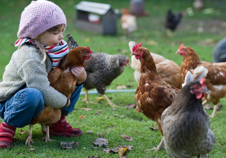 Ein Kind füttert Hühner