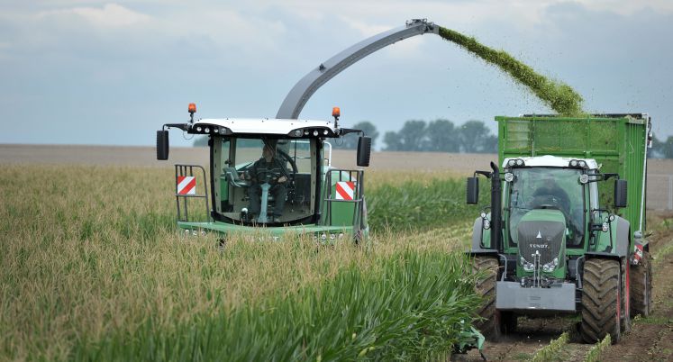Ein Feldhäcksler der Marke Fenndt bläst frisch gehäckselten Mais in einen Anhänger 