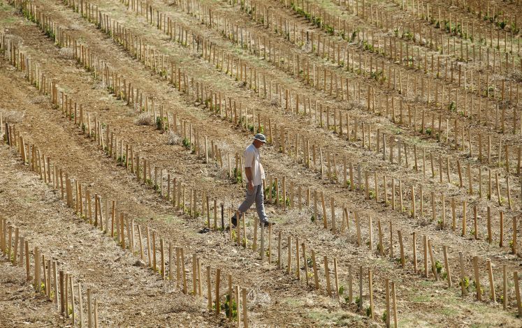 Ein Weinbauer in Frankreich läuft über sein vertrocknetes Feld.
