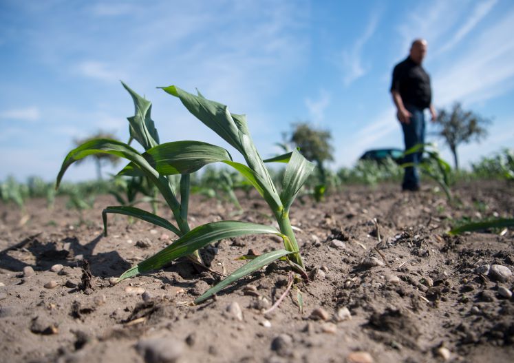 Ein vertrocknetes Maisfeld