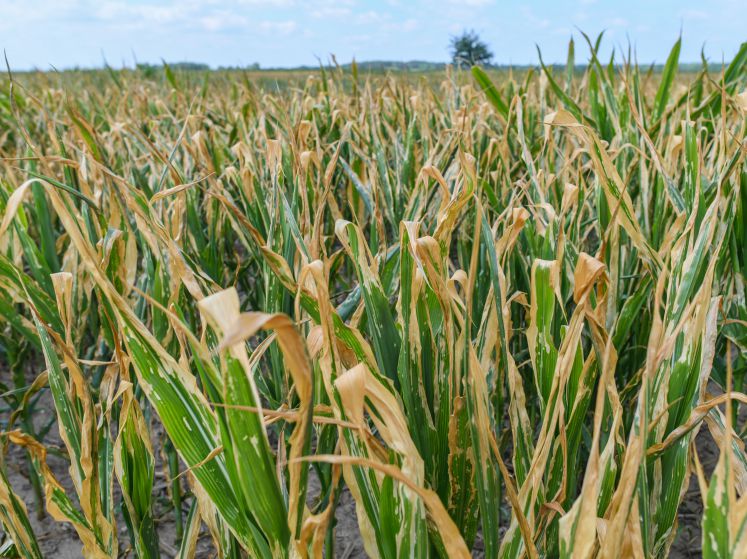 Infolge lang anhaltender Trockenheit haben sich die Blätter von Maispflanzen schon teilweise gelb gefärbt.