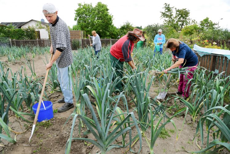 Langzeitarbeitslose arbeiten auf einer Parzelle eines Kleingartenvereins im Südosten von Leipzig (Sachsen), aufgenommen am 07.09.2017. Der Kleingarten gehört zu 115 Parzellen, auf denen Arbeitslose bis zu 40 Tonnen Obst und Gemüse für die Tafeln anbauen und ausliefern. Die Tafelgärten, die jetzt 10 Jahre bestehen und den Langzeitarbeitslosen Beschäftigung und Wertschätzung geben, gehören zum Verein Wabe e.V. und werden vom Jobcenter finanziert.