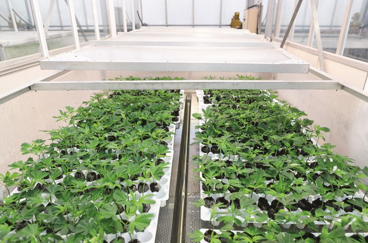 Stecklingsfarm im Tropenhaus