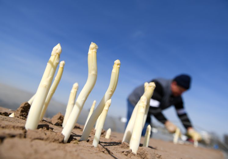 Spargel und Saisonarbeiter