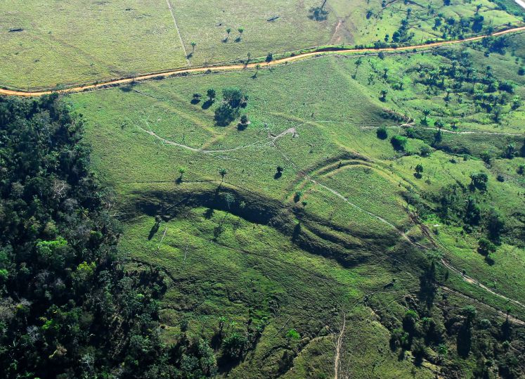 Regenwald in Brasilien