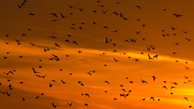 Frei wie ein Vogel? Der Mensch hat es schwieriger