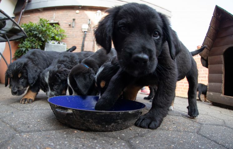 Labrador Welpen