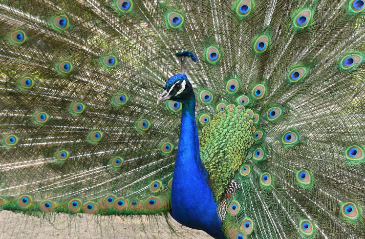 Ein Pfau