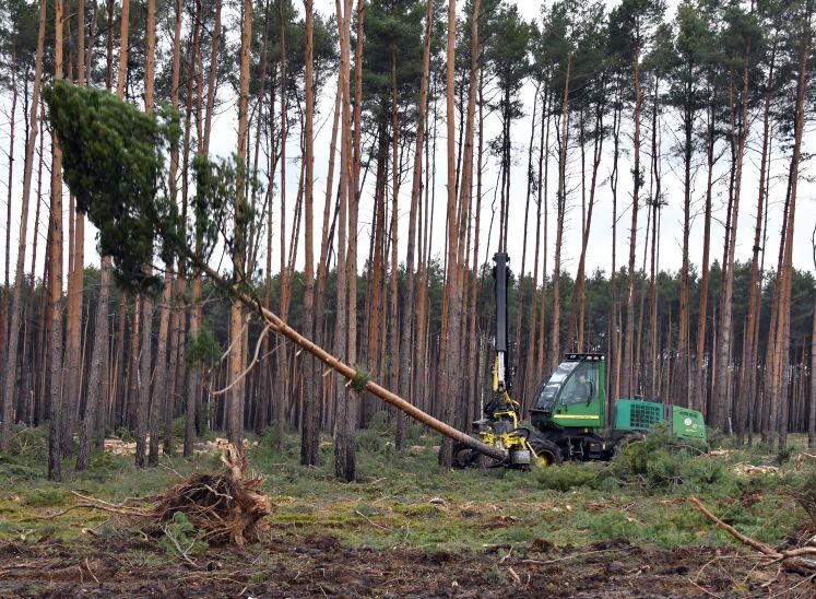 tesla-grünheide-grüne-liga-naturschutz-wald-rodungsstopp