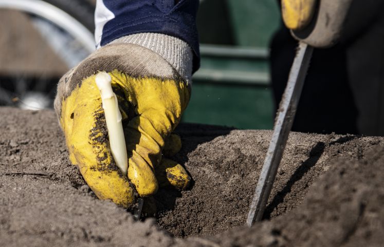 landwirtschaft-corona-zeiten-spargel-krise-saisonarbeiter