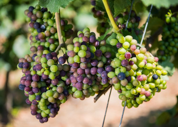 weinbau-krise-coronakrise-wirtschaft