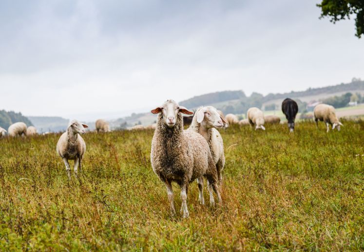 rezepte-corona-krise-ostern-lamm-essen-trinken