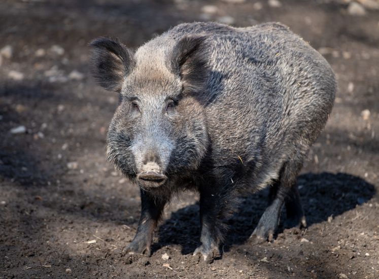 coronakrisenkueche-wilde-zeiten-wildes-fleisch-jagd-wildschweingulasch