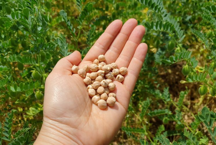 corona-notvorrats-rezept-kichererbsen-pilaw