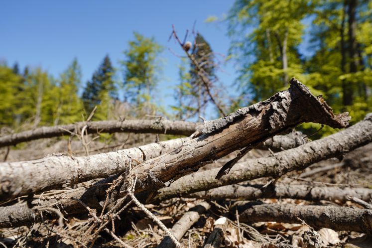 dürre-wald-brandgefahr-klimawandel-hilfsprogramme-bund
