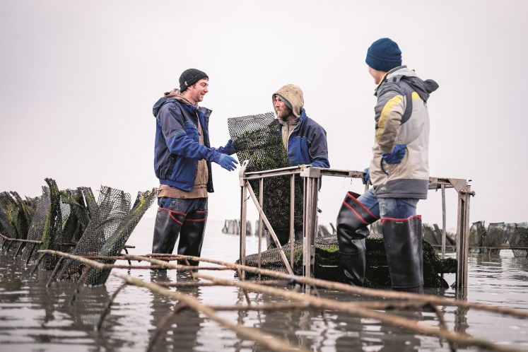 sylter-royal-muschelpfluecker-austern-urlaub-reise-insel