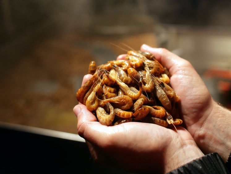 genuss-krabbenruehrei-nordsee-amrum-genuss-rezept-krabben