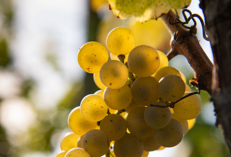 wein-rebsorte-elbling-weisswein-genuss-empfehlung-sommerwein