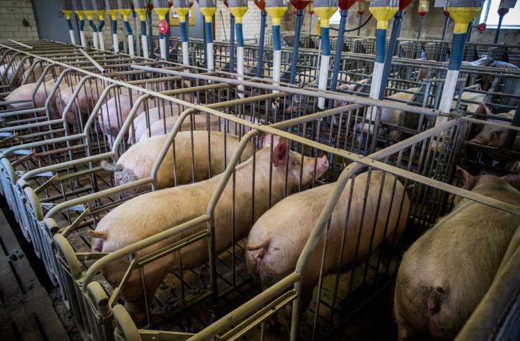 renate-kunast-toennies-corona-fleisch-tierwohl-julia-kloeckner-tierschutz