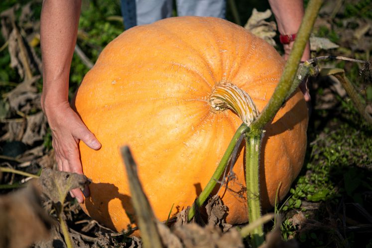 kuerbissuppe-rezept-herbst-hokkaido-zubereitung