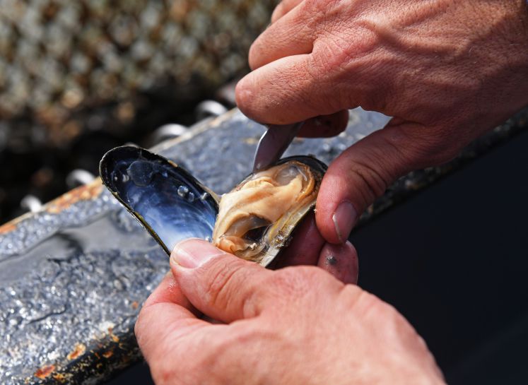 Muschelsaison-Miesmuscheln-Rezept-gedämpft-Zubereitung-Weißwein