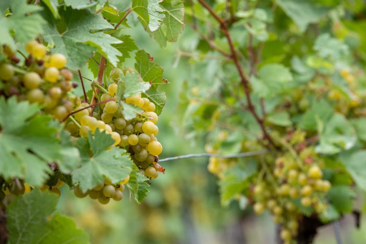 weisswein-silvaner-deutscher-wein-empfehlung