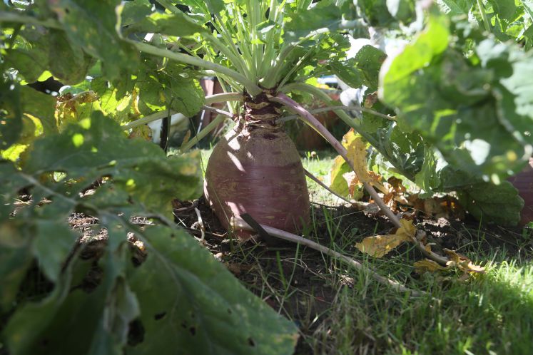 kochen-im-corona-lockdown-steckrubeneintopf-rezept-traditionell