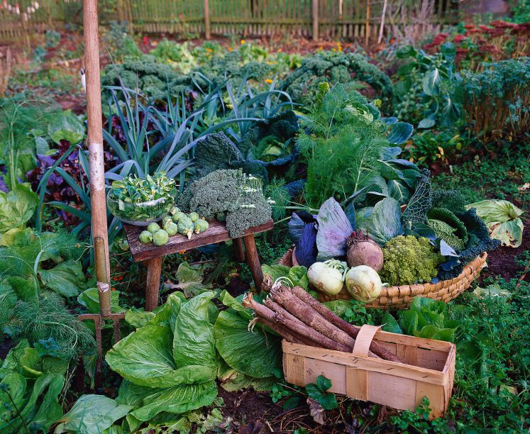 schwarzwurzel-auflauf-spargel-rezept-gemuese-kaese