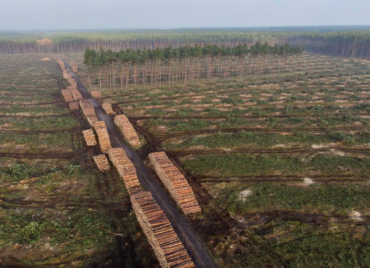 tesla-gruenheide-brandenburg-umwelt-naturschutz-bau