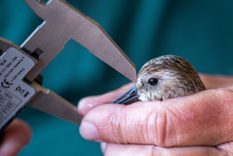 cancel-culture-ornithologie-nabu-goldregenpfeifer-vogel-des-jahres-neue-rechte