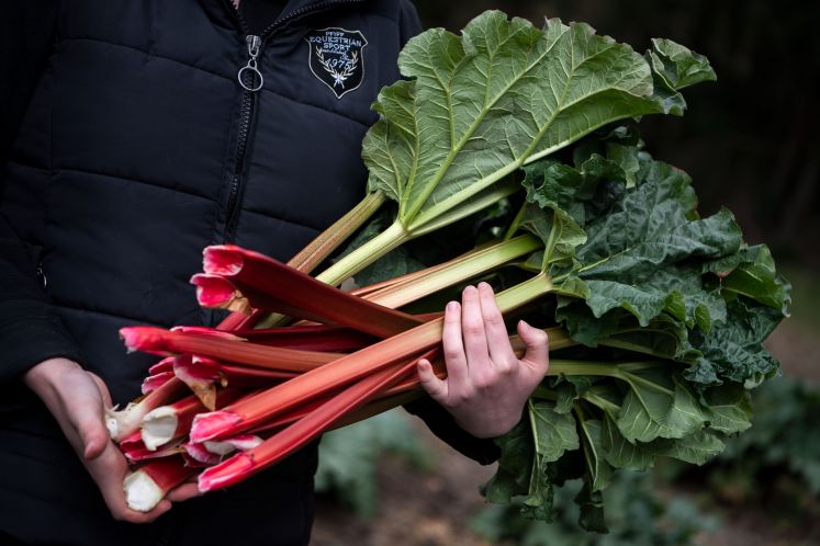rhabarber-kompott-fruehling-ernte-genuss-ist-notwehr-kolumne