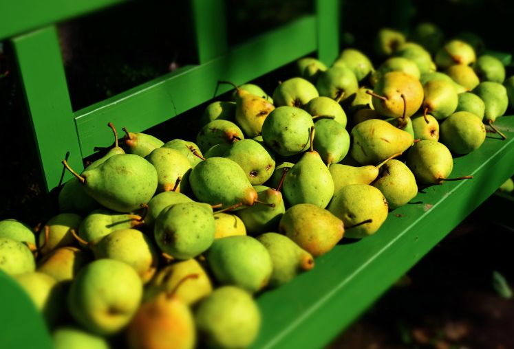 Birnen auf Holzbank