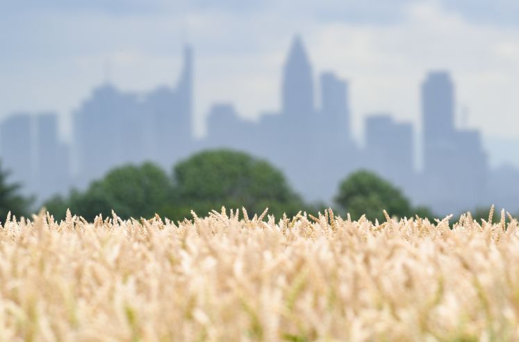 Weizenfeld vor Skyline