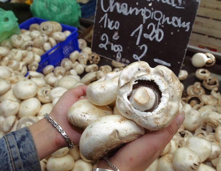 Champignons