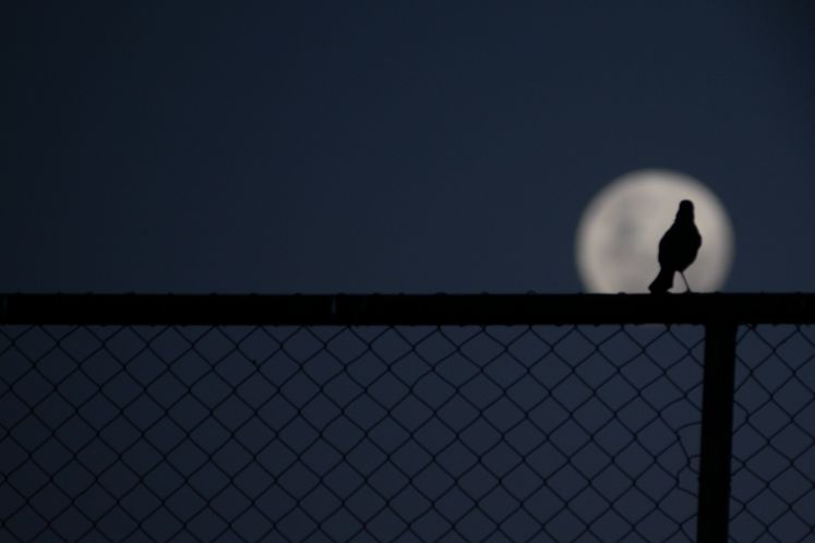Vogel, Zaun, Vollmond
