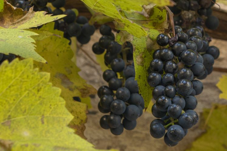 Wein