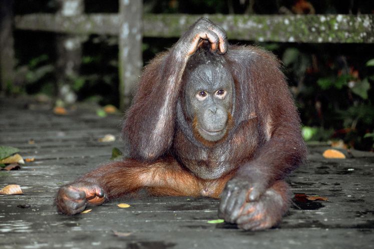 /kultur/affenpocken-in-deutschland-es-juckt-schon-wieder