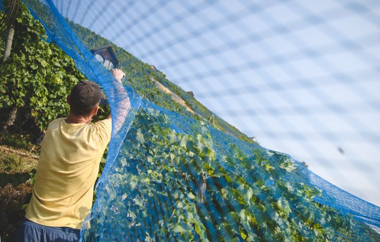 Weinberg bei Stuttgart