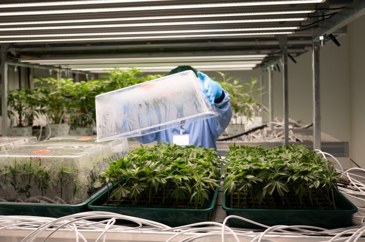 Vegetationsraum Cannabis 