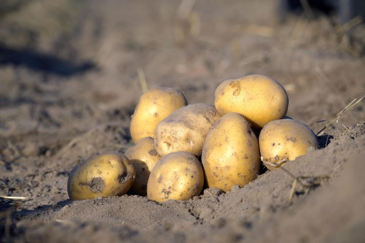Kartoffeln
