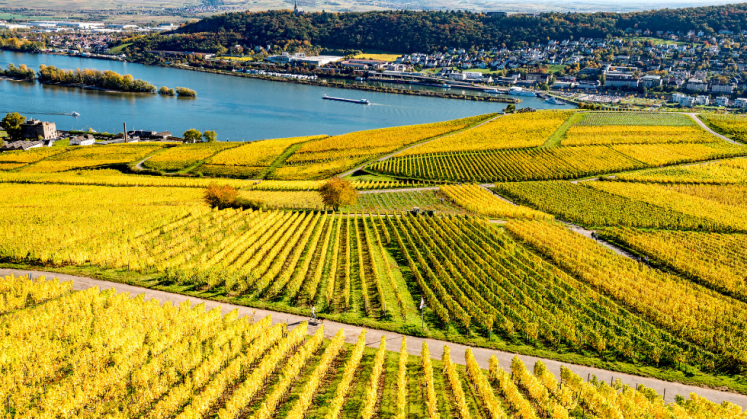 Der Rheingau im Herbst
