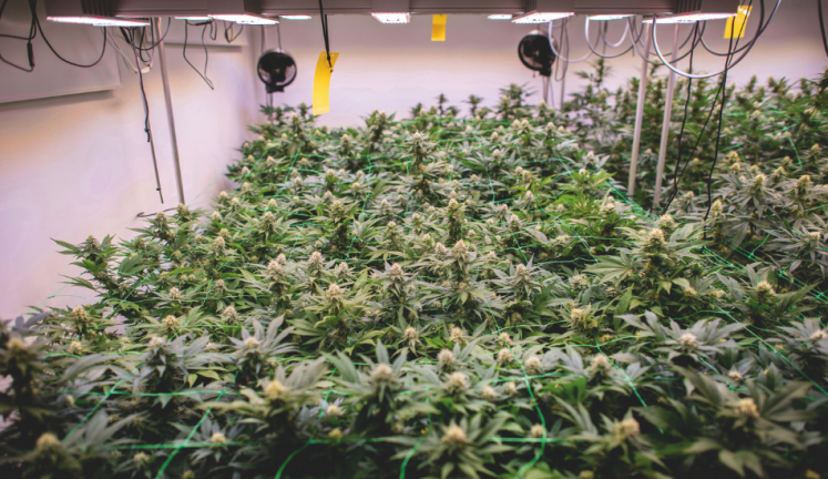 Hanfpflanzen auf der Plantage eines Cannabis Social Clubs